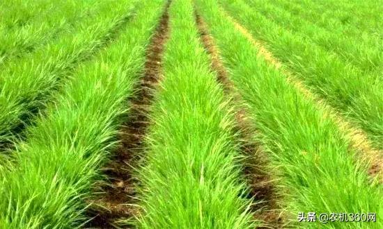 最新油沙豆市场价格全面指南，全面了解油沙豆市场趋势与价格动态