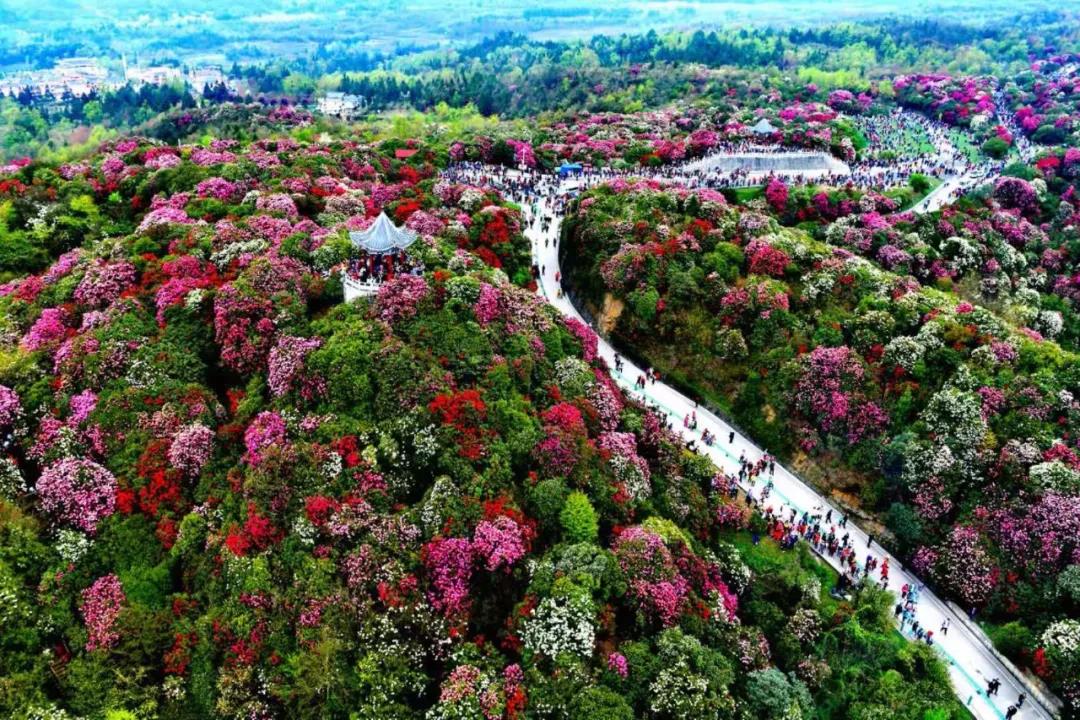 百里杜鹃最新新闻联播，科技新品引领未来生活新潮流